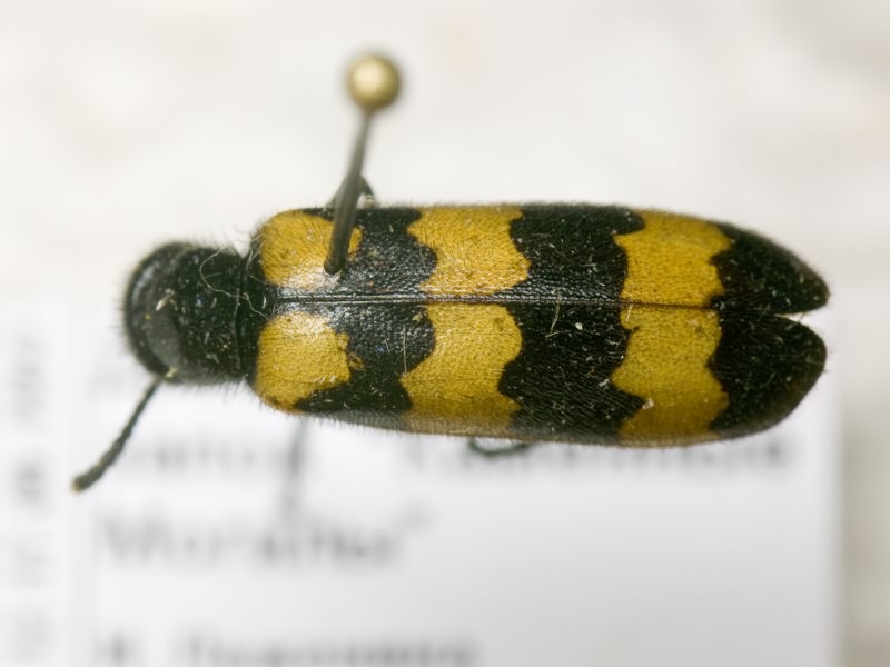 Meloidae Gyllenhal, 1810